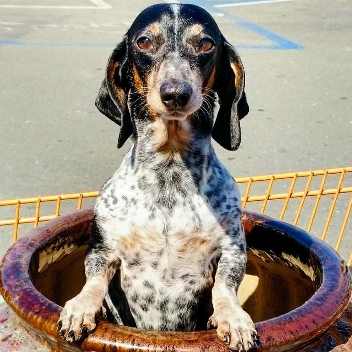Pic of the Litter: Lilly Anna White